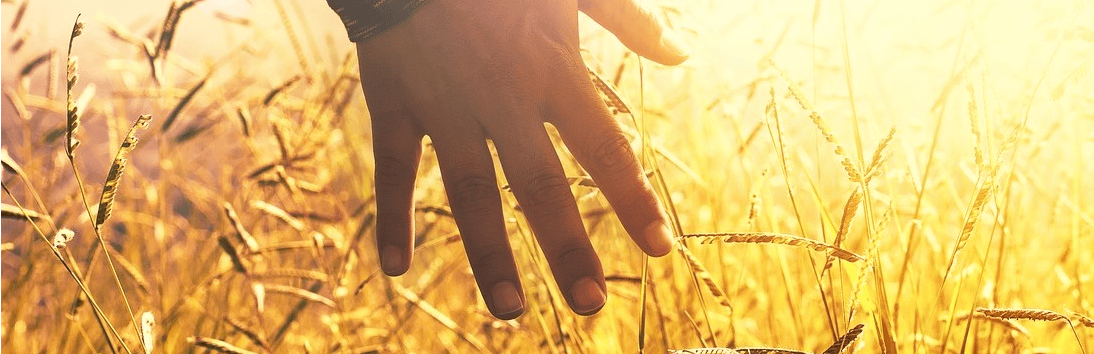 Een hand die door het graan strijkt in het gouden avondlicht